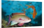 Lyretail Anthias (Pseudanthias squamipinnis) by Anonymous