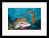 Lyretail Anthias (Pseudanthias squamipinnis) by Anonymous