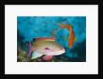 Lyretail Anthias (Pseudanthias squamipinnis) by Anonymous