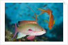 Lyretail Anthias (Pseudanthias squamipinnis) by Anonymous