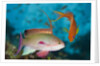 Lyretail Anthias (Pseudanthias squamipinnis) by Anonymous