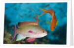 Lyretail Anthias (Pseudanthias squamipinnis) by Anonymous