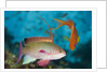 Lyretail Anthias (Pseudanthias squamipinnis) by Anonymous