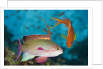 Lyretail Anthias (Pseudanthias squamipinnis) by Anonymous