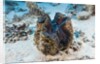 Giant Clam (Tridacna squamosa) by Anonymous