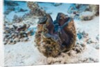 Giant Clam (Tridacna squamosa) by Anonymous