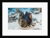 Giant Clam (Tridacna squamosa) by Anonymous