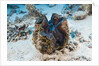 Giant Clam (Tridacna squamosa) by Anonymous