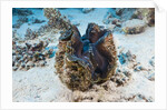 Giant Clam (Tridacna squamosa) by Anonymous