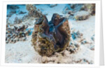 Giant Clam (Tridacna squamosa) by Anonymous