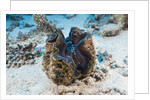 Giant Clam (Tridacna squamosa) by Anonymous