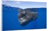 Sperm Whale (Physeter macrocephalus) by Anonymous