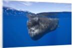 Sperm Whale (Physeter macrocephalus) by Anonymous