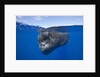 Sperm Whale (Physeter macrocephalus) by Anonymous