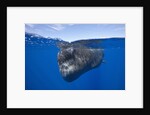 Sperm Whale (Physeter macrocephalus) by Anonymous
