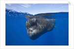 Sperm Whale (Physeter macrocephalus) by Anonymous