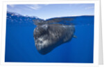 Sperm Whale (Physeter macrocephalus) by Anonymous