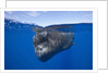 Sperm Whale (Physeter macrocephalus) by Anonymous