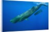Sperm Whale Mother and Calf by Anonymous