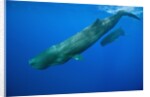 Sperm Whale Mother and Calf by Anonymous