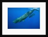 Sperm Whale Mother and Calf by Anonymous