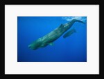 Sperm Whale Mother and Calf by Anonymous