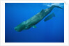 Sperm Whale Mother and Calf by Anonymous