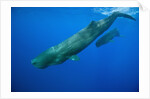 Sperm Whale Mother and Calf by Anonymous