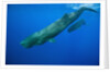 Sperm Whale Mother and Calf by Anonymous
