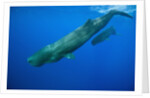 Sperm Whale Mother and Calf by Anonymous