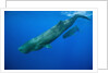 Sperm Whale Mother and Calf by Anonymous