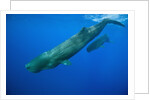 Sperm Whale Mother and Calf by Anonymous