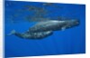 Sperm Whale Mother and Calf by Anonymous