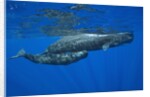 Sperm Whale Mother and Calf by Anonymous