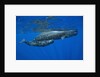 Sperm Whale Mother and Calf by Anonymous