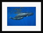 Sperm Whale Mother and Calf by Anonymous