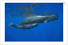 Sperm Whale Mother and Calf by Anonymous