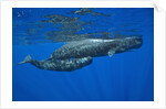 Sperm Whale Mother and Calf by Anonymous