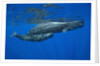 Sperm Whale Mother and Calf by Anonymous