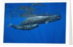 Sperm Whale Mother and Calf by Anonymous