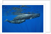 Sperm Whale Mother and Calf by Anonymous