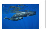 Sperm Whale Mother and Calf by Anonymous