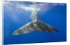 Sperm Whale Tail by Anonymous