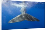 Sperm Whale Tail by Anonymous