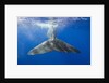 Sperm Whale Tail by Anonymous