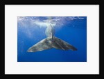 Sperm Whale Tail by Anonymous