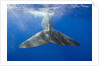 Sperm Whale Tail by Anonymous