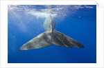 Sperm Whale Tail by Anonymous