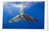 Sperm Whale Tail by Anonymous