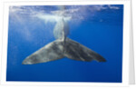 Sperm Whale Tail by Anonymous
